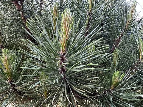 Spring inflorescence on a coniferous tree. Pine blossoms spreading green po.. Stock Photos