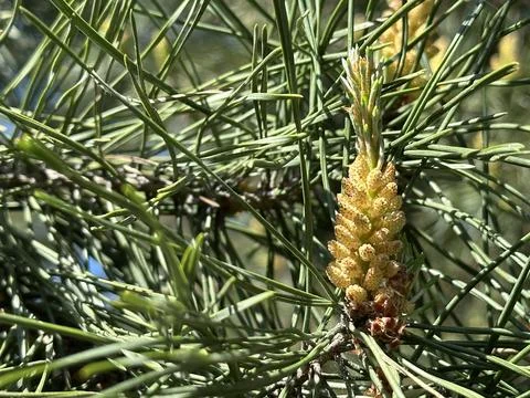 Spring inflorescence on a coniferous tree. Pine blossoms spreading green po.. Stock Photos