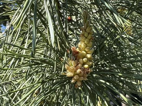 Spring inflorescence on a coniferous tree. Pine blossoms spreading green po.. Stock Photos