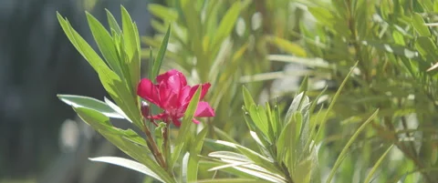 Spring inflorescence of deep pink Nerium 5.7K scope video Stock Footage 313046493