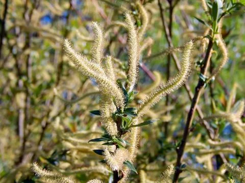 Spring inflorescence of flowers on willow branches closeup Stock Photos