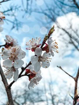 Spring inflorescence Stock-Fotos