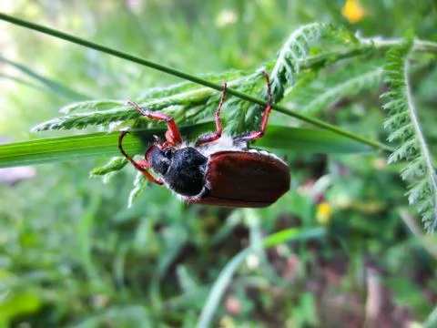 Spring insect animal Stock Photos