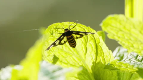 Spring insect Vidéo 244301192