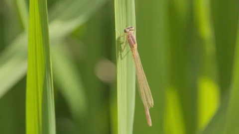 Spring insect Stock Footage 244301273