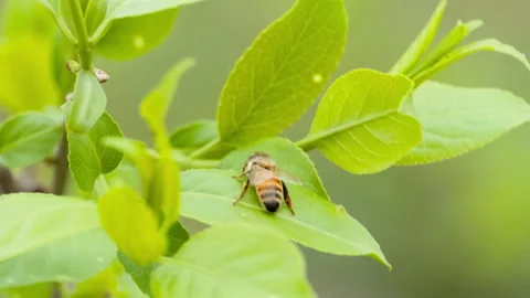 Spring insect Stock-Footage 244301274