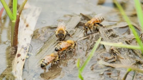 Spring insect Stock Footage 244301276