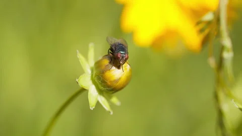 Spring insect Vidéo 244301631