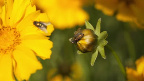 Spring insect Stock Footage 244301831