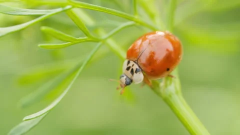 Spring insect 스톡 동영상 244301865