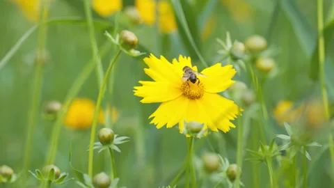 Spring insect Stock Footage 244301903
