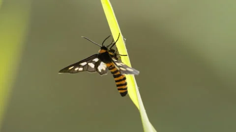 Spring insect Stock Footage 244301955