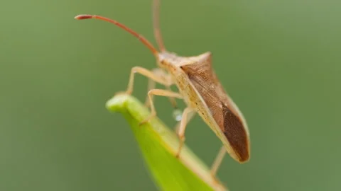 Spring insect 스톡 동영상 244302222