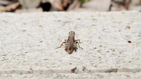 Spring insect 動画素材 244303227