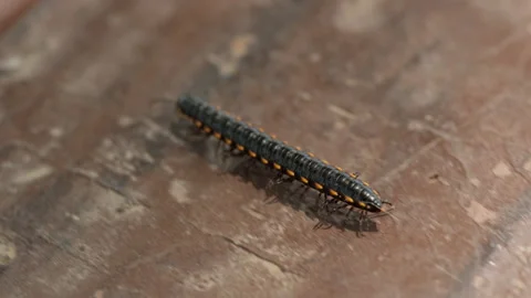 Spring insect Stock Footage 244303377