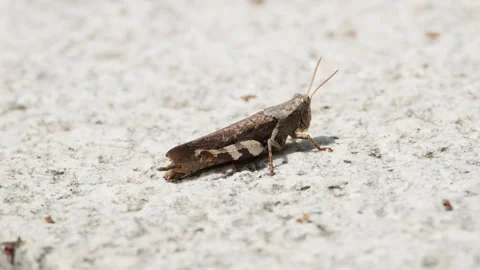 Spring insect Stock Footage 244303430