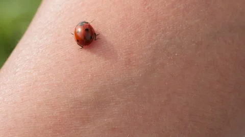 Spring insect Stock Footage 244398199
