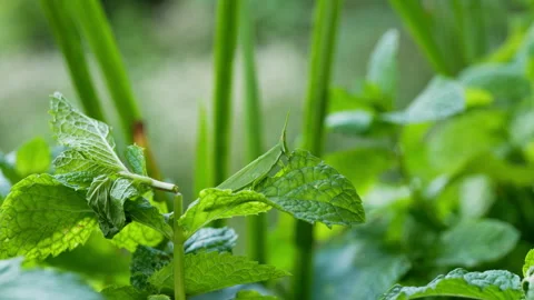 Spring insect Stock Footage 244398428