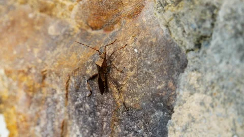 Spring insect Stock Footage 244398535