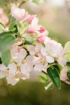 Spring Inspiration, nature in spring Stock Photos