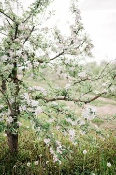 Spring Inspiration, nature in spring Stock Photos