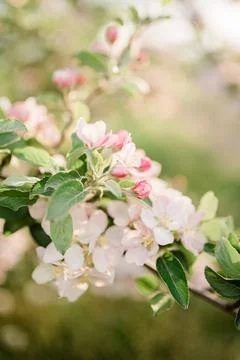 Spring Inspiration, nature in spring Stock Photos