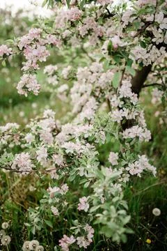 Spring Inspiration, nature in spring Stock Photos