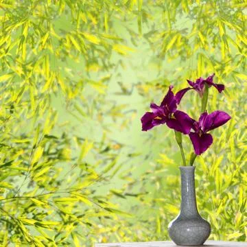 Spring Iris Flowers Stock Photos