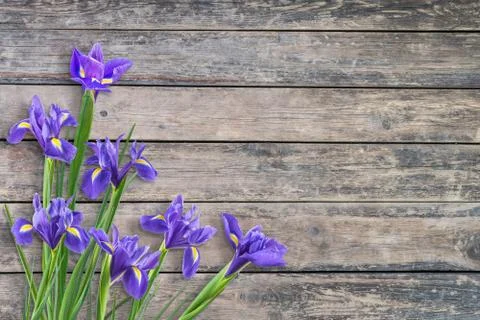 Spring Iris Flowers Stock Photos