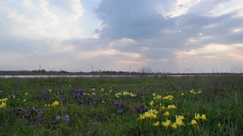 Spring iris flowers in steppe Stock Footage 90333888