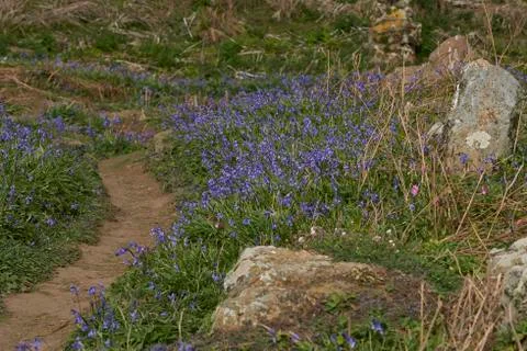 Spring on the Island of Skomer Stock Photos