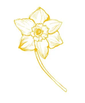 Spring isolated flower of delicate daffodil in full bloom. Stock Illustration