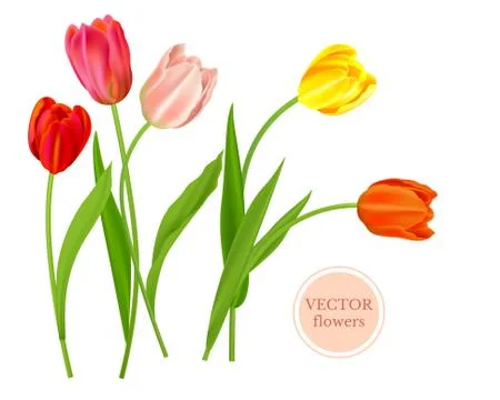 Spring Isolated tulips flowers Stock Illustration