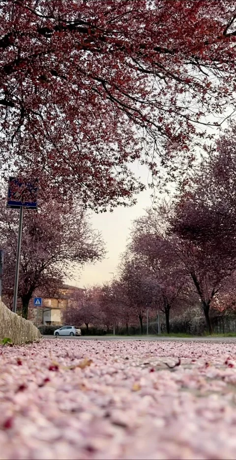 Spring in Italy Stock Footage 172433851