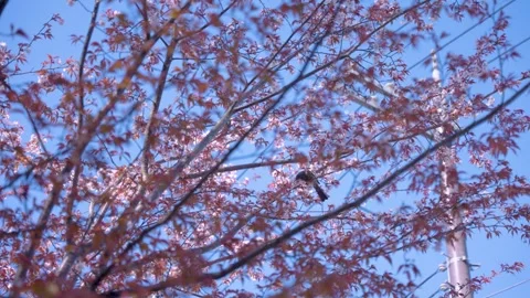 Spring in Japan, Bird Sitting in Blooming Sakura Tree Stock Footage 340783193