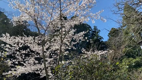 Spring in Japan Видео 130145193