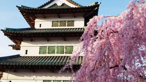 Spring in Japan, sakura trees and Japanese pagoda in Hirosaki in spring, pink Stock Footage 303852976
