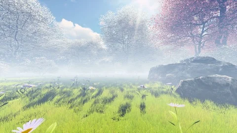Spring Japanese Cherry Blossom Cherry Garden with Morning mist seamless loop 스톡 동영상 78972876