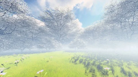 Spring Japanese Cherry Blossom Cherry Garden with Morning mist seamless loop 스톡 동영상 78972879