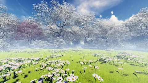 Spring Japanese Cherry Blossom Cherry Garden with Morning mist seamless loop 스톡 동영상 78972999