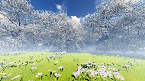 Spring Japanese Cherry Blossom Cherry Garden with Morning mist seamless loop 스톡 동영상 78973038