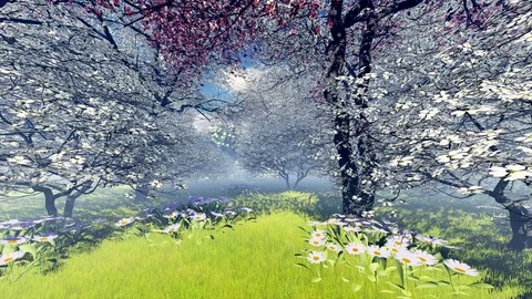 Spring Japanese Cherry Blossom Cherry Garden with Morning mist seamless loop Vidéo 78973182