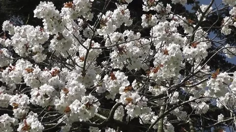 Spring Japanese Cherry Blossom Tree Flower Stock-Footage 48661494