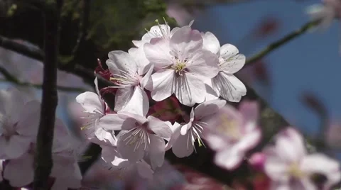 Spring Japanese Cherry Blossom Tree Flower Stock-Footage 48667778