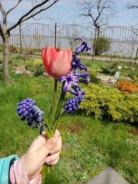 Spring joy expressed through vibrant flowers held by a childs hand showcasing a Stock Photos