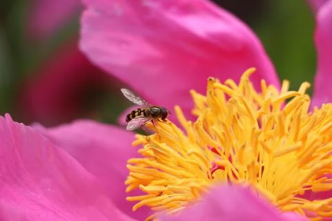 Spring Joy Stock Photos