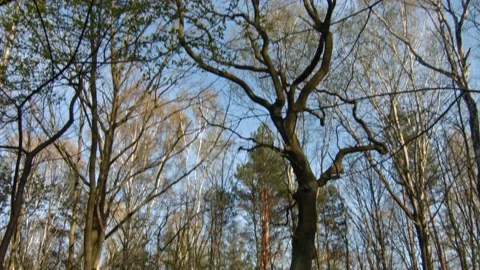 Spring in Katowice in Poland. Valley of 3 Ponds. Stock Footage 107787314