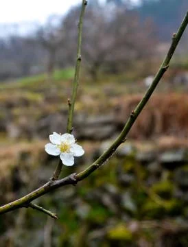 Spring in Korea Foto stock