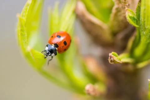 Spring ladybug 스톡 사진