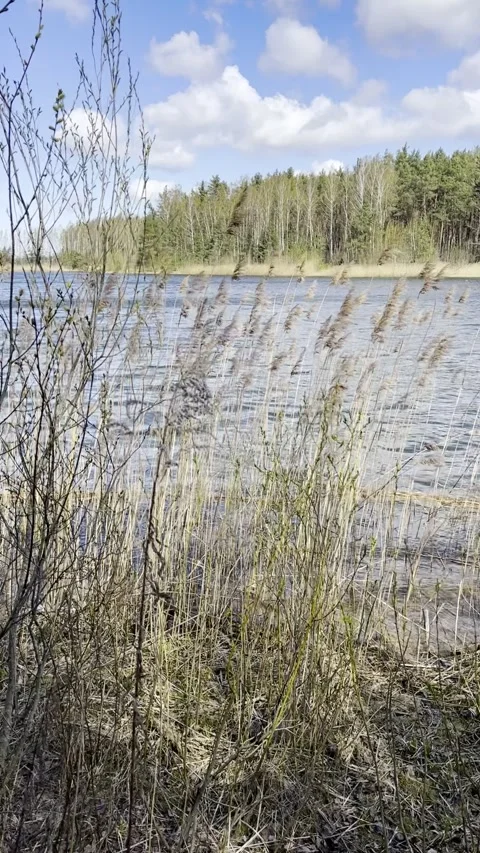 Spring Lake Landscape with Swaying Grass Stock Footage 336964970